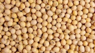 Soybean market price